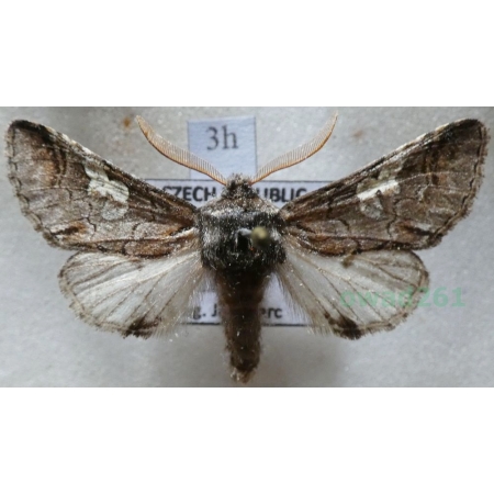 Diloba caeruleocephala (Linnaeus, 1758) male Bielmica sinogłówka Czech3h